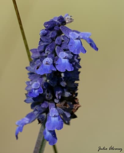 Lavender Leaf Sage
