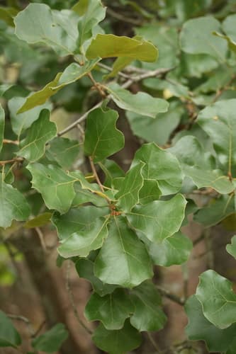 Blackjack Oak Bonsai