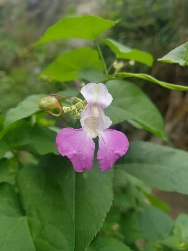 Kashmir Balsam