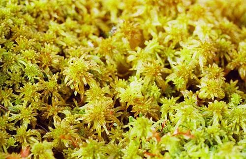 Flat-top Bogmoss