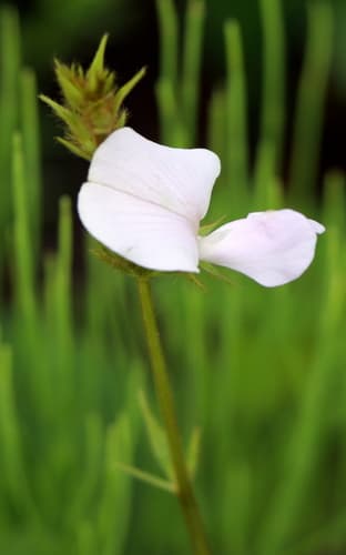 Spiked Hoarypea