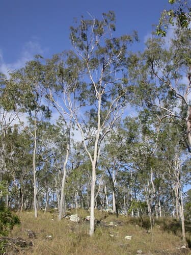 Lemon-scented gum