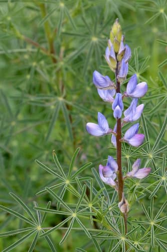Narrow-leaved Lupine
