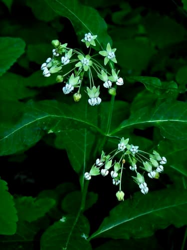 Poke Milkweed