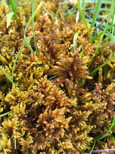 Curled Hook-moss