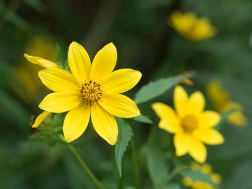 Tickseed Sunflower