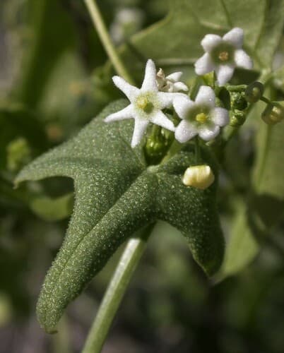 Desert Starvine