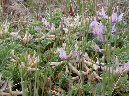 Ground-plum