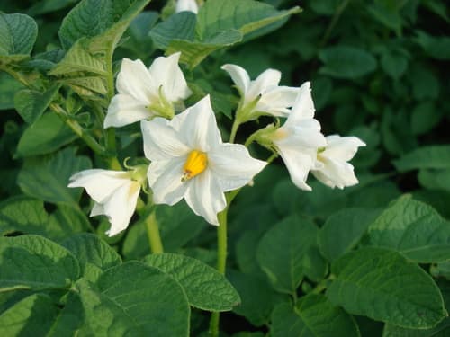 Potato Plant