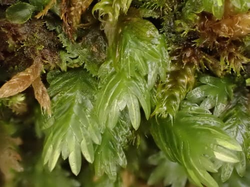 Rock Pocket-moss