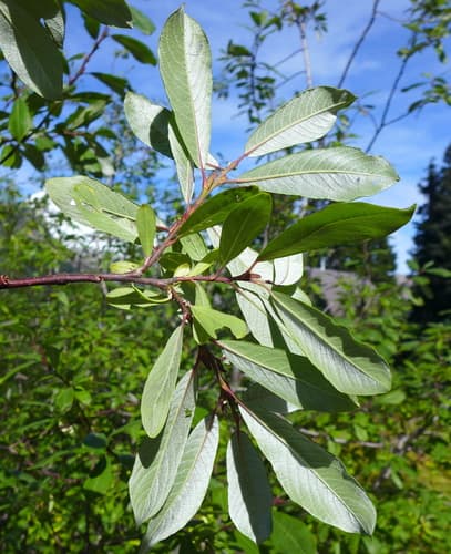 Sitka Willow Bonsai