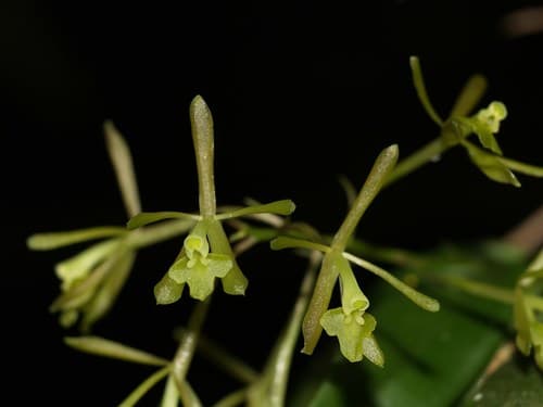 Greenfly Orchid Bonsai