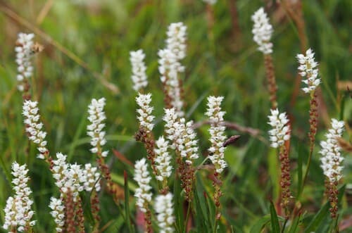 Alpine Bistort