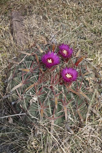 Devil's Tongue Barrel Cactus