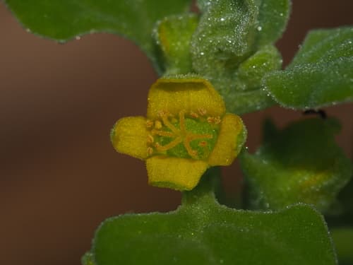 New Zealand Spinach