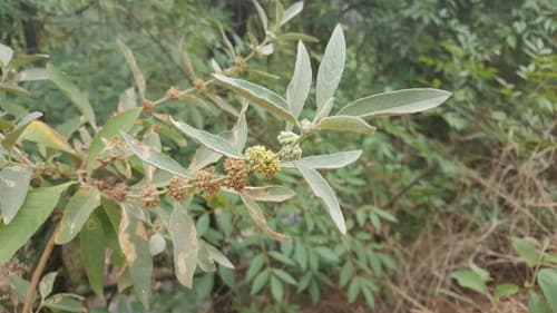 Rio Grande Butterfly-bush Bonsai
