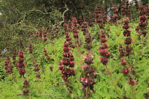 Hummingbird Sage