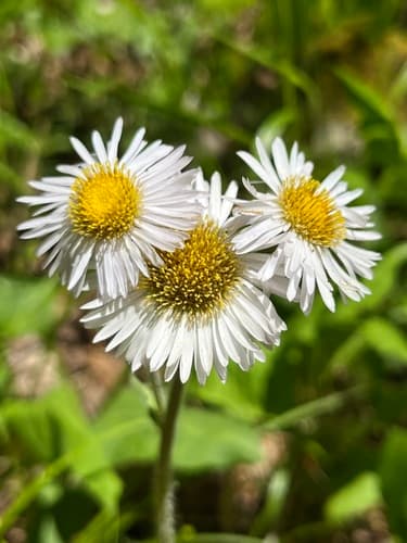 Robin's Plantain