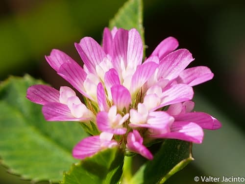 Reversed clover