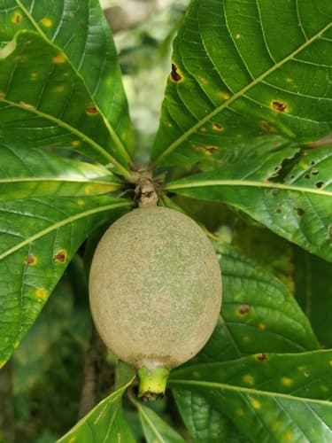 Genipap Tree