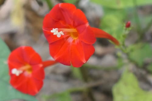 scarlet creeper