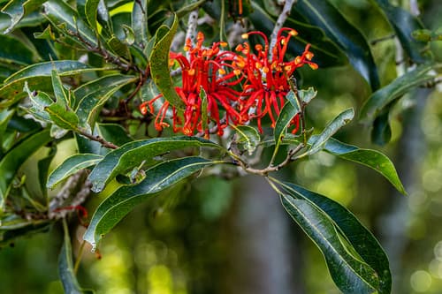 Firewheel Tree Bonsai