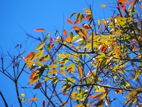 Japanese Wax Tree