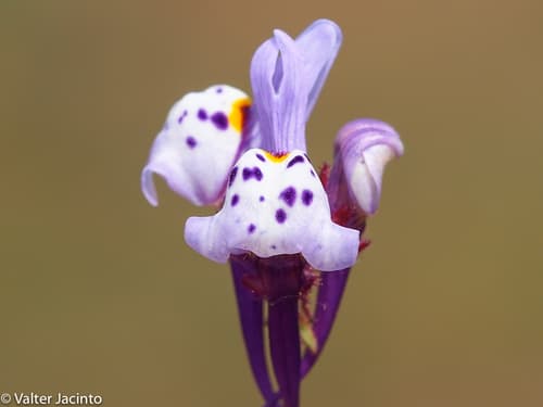 Linaria amethystea Flower
