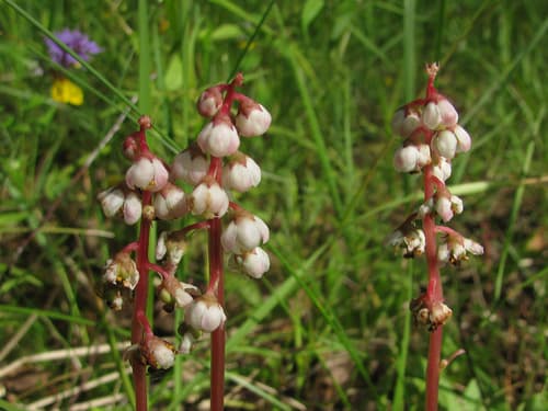 Lesser Wintergreen