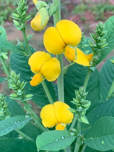 Showy Rattlebox