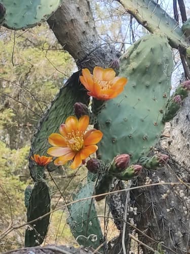 Red Prickly Pear