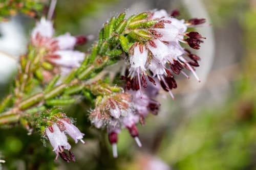 Heathlike Heath
