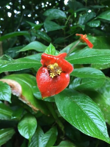 sore-mouth bush