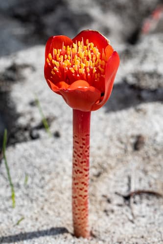 Spotted Bloodlily
