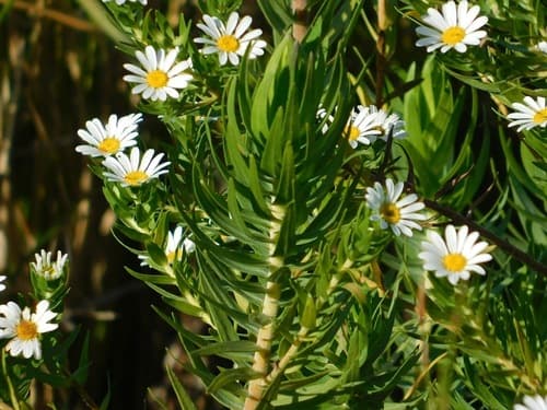 Swamp Daisy