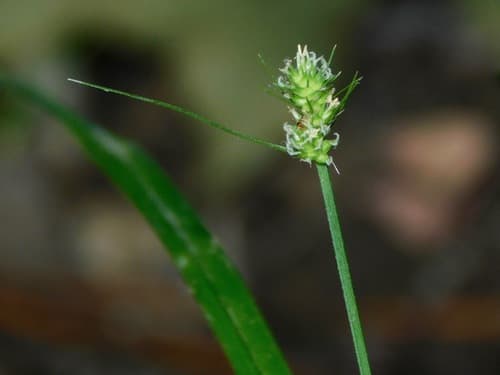 oval-headed sedge