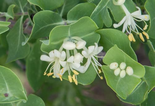 Western White Honeysuckle Bonsai