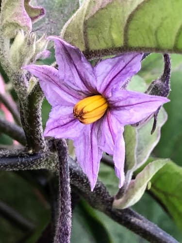 Eggplant