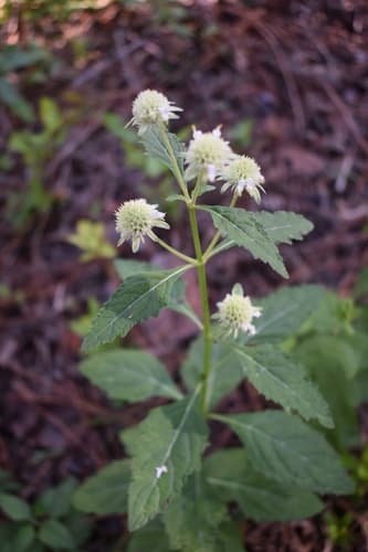 Musky mint