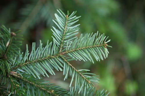 Silver Fir Bonsai