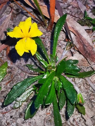 Bent Goodenia