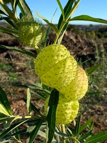 balloonplant