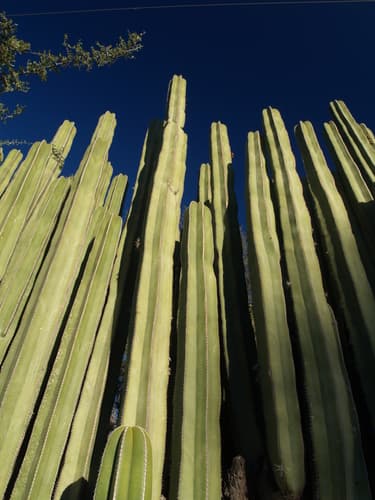 Mexican Fence Post Cactus