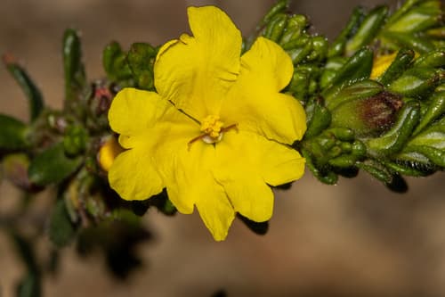 Silky Guinea-flower