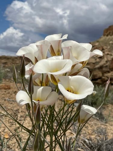 Sego Lily Bonsai