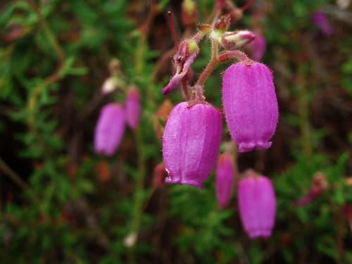 St. Dabeoc's heath