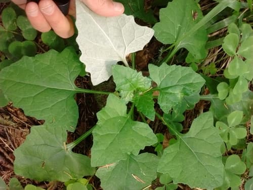 American trailplant