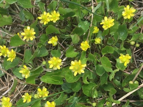 Alkali Buttercup