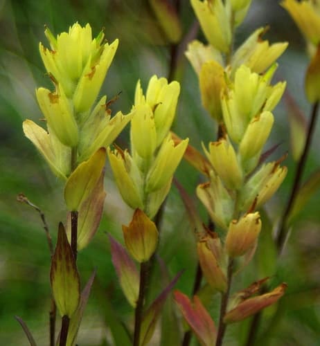 Unalaska paintbrush