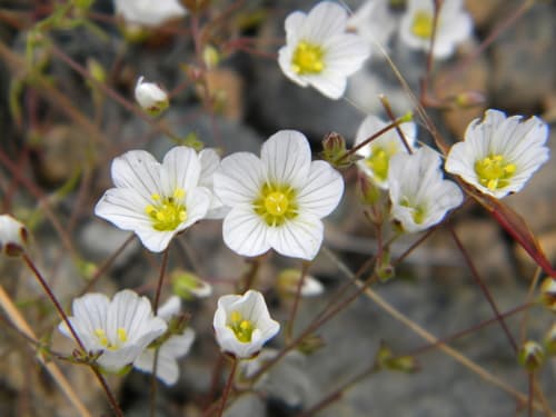 Douglas' stitchwort